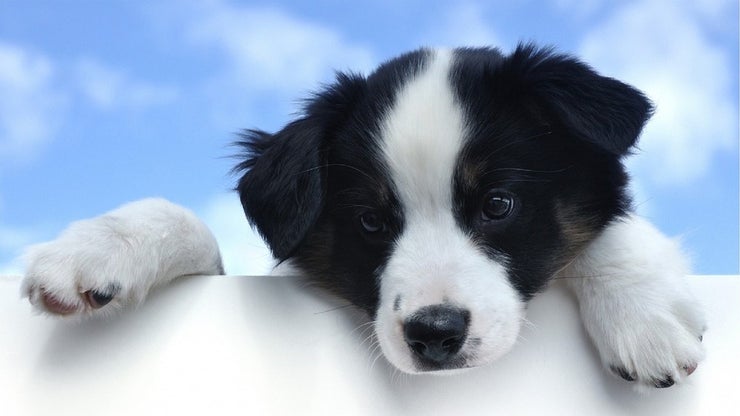 Black and white puppy looking over a wall