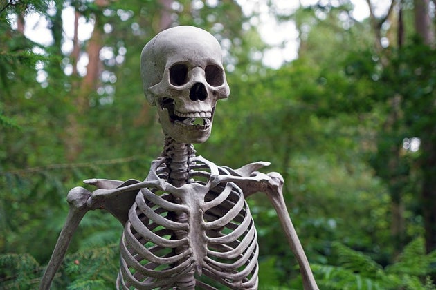 Skeleton in the forest