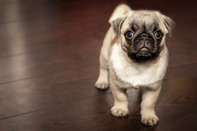Pug puppy standing on a wooden floor