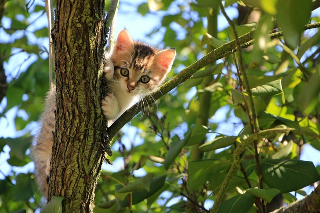 Cat 1647775 1920