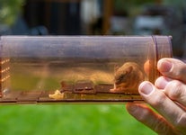 What Are the Easiest Tricks for Trapping Mice?