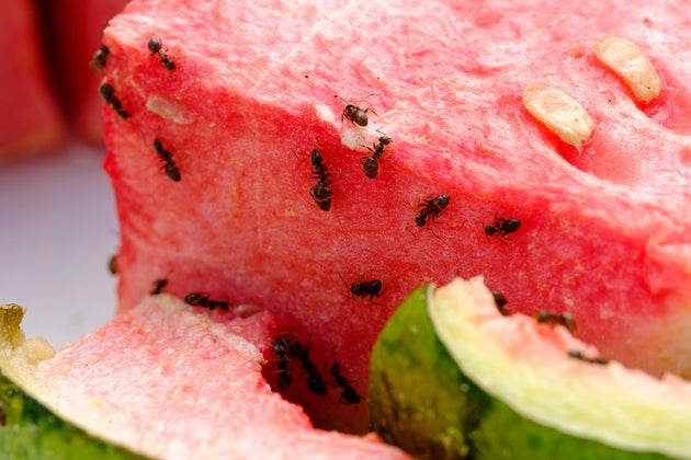 Ants on a slice of watermelon
