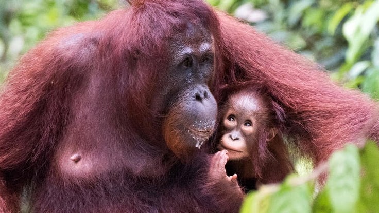 Wwf Orangutan 1